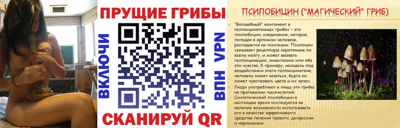 купить  цена  Нерчинск  Галлюциногенные грибы Psilocybe 
